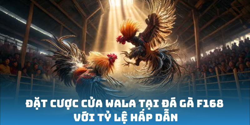Đặt cược cửa Wala tại đá gà F168 với tỷ lệ hấp dẫn